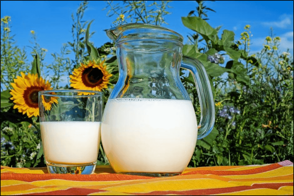 Camel Milk | A Nutritious And Appetizing Substitute For Cow’s Milk