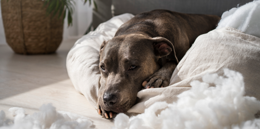 Fearful Fidos: Common Causes of Anxiety in Dogs