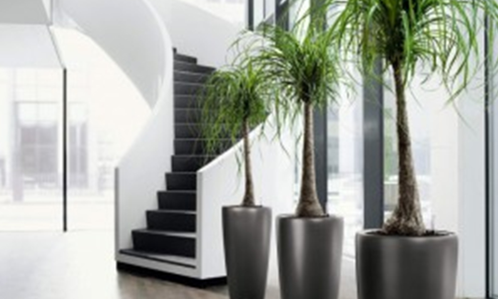 Stylish Indoor Plants available on Hire in Melbourne