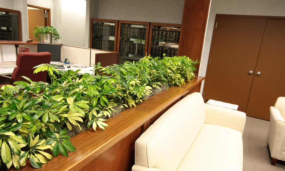 Get Indoor Plants on Rent for Better Ambience Inside the Office