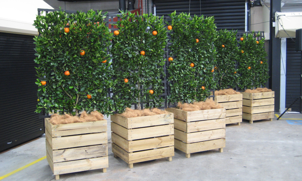 Get Well-maintained Indoor Plants at Plant Hire Melbourne