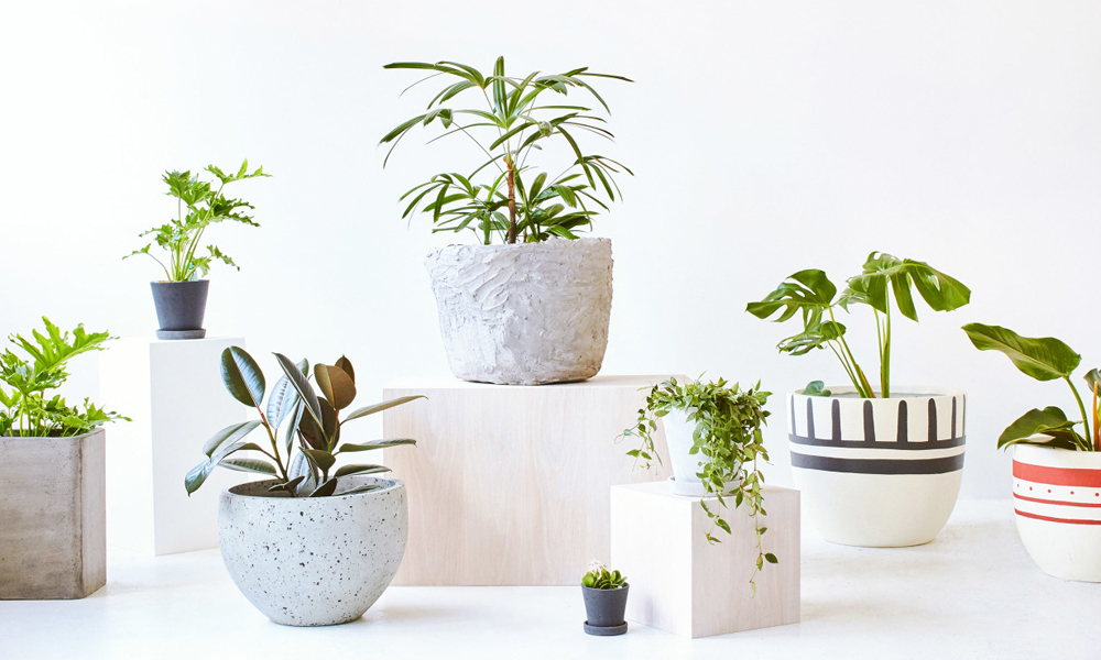 Demand for Indoor Plants in Modern World