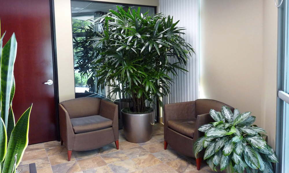 Types of Amazing Office Plants