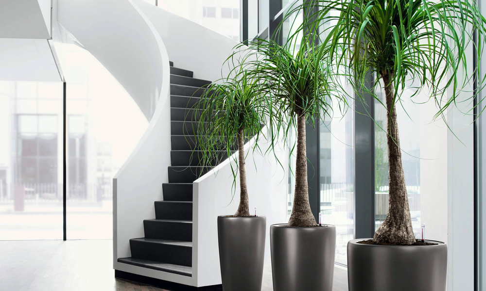 Indoor plants – A Breath of Fresh Air