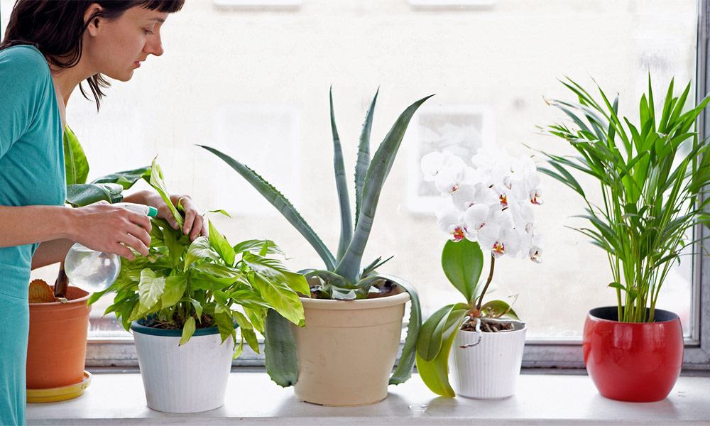 5 Tips of having a Green Decorating with Indoor Plants