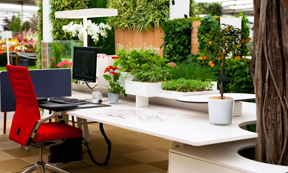 Tips To help You Selecting Plants for Your Office