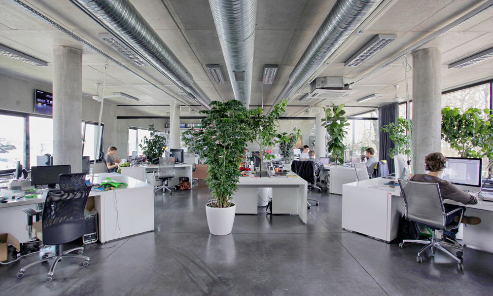 Office Plants Plays Major Role in Active Work Environment
