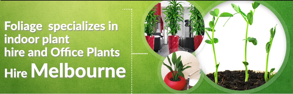 Importance of Indoor Plants Hire in Melbourne