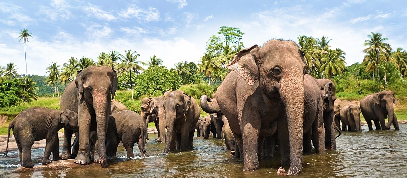 Wildlife Experiences in Sri Lanka That Should Not Be Missed