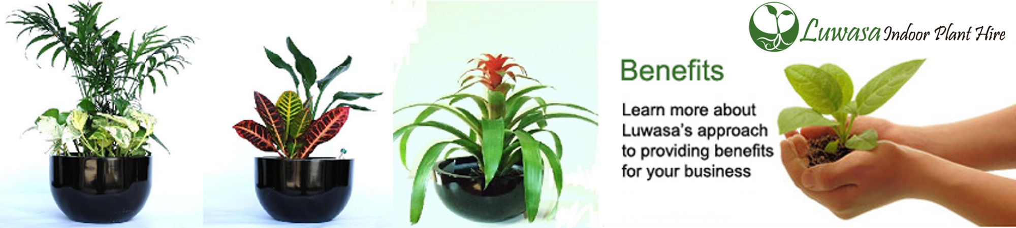 Indoor Plant Hire: for Better Production and Stress-Free Environment