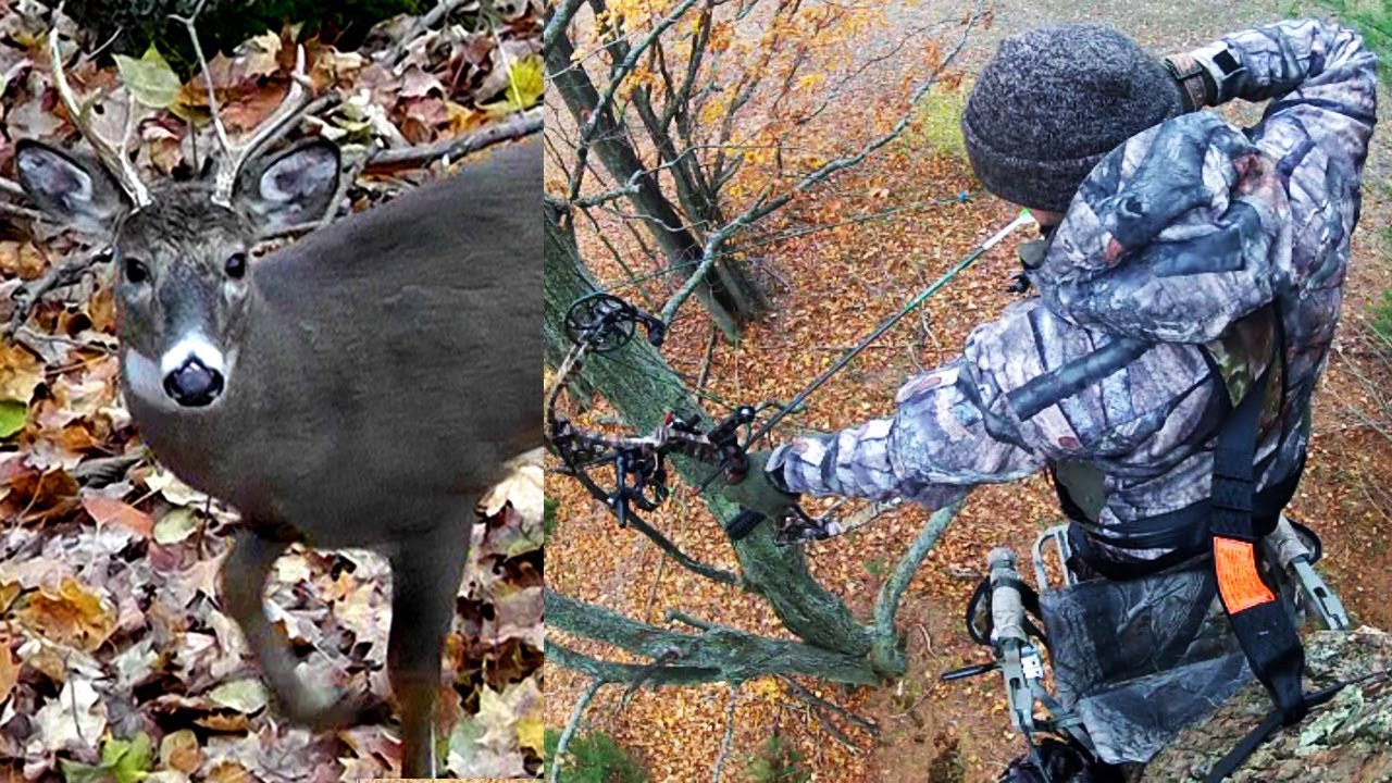 How to Bow Hunting For Whitetails Deer?