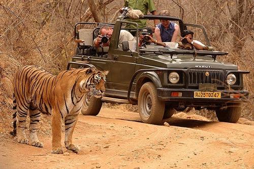 Why You Should Get A Luxury Safari of Ranthambore