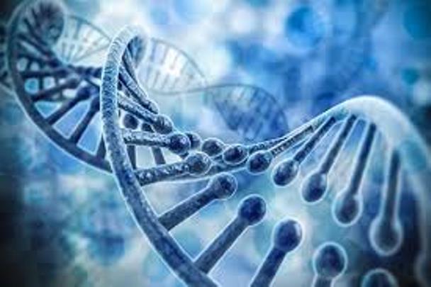 Implications of mutation in the MTHFR gene during pregnancy