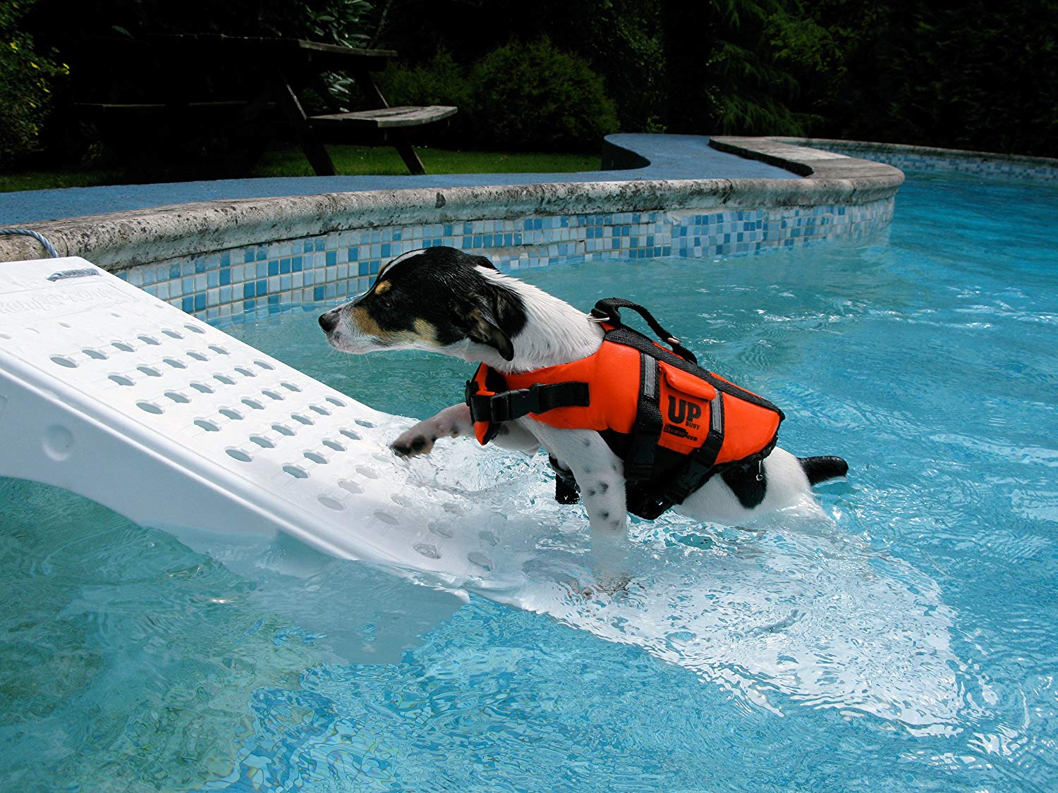 Water safety for Dogs: Tips and Tricks