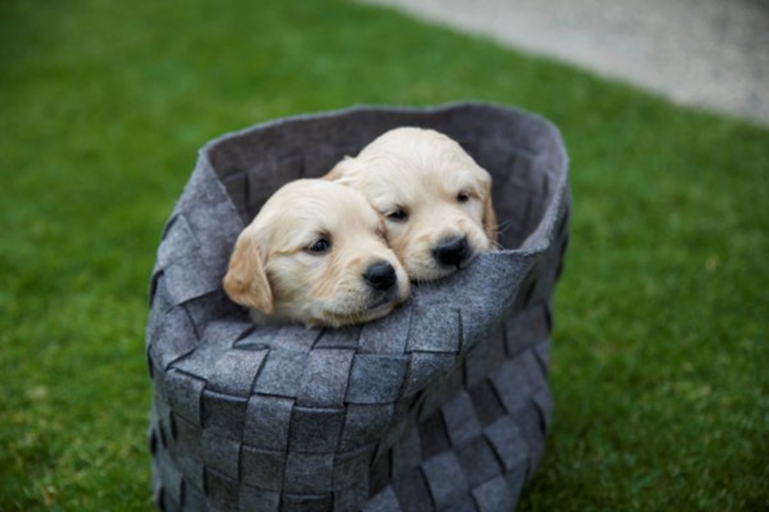 Is Your Family Ready for a New Puppy? 3 Ways to Know