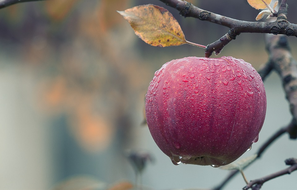 6 Reasons Eating Organic Apples Keeps You Healthy