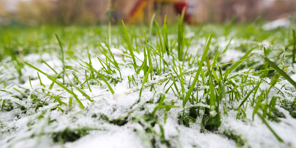 The 3 Most Important Tasks for Early Winter Lawn Care