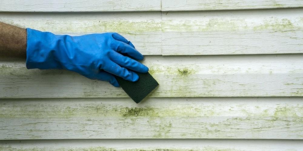 Mold Removal Reasons and Ways to Do It