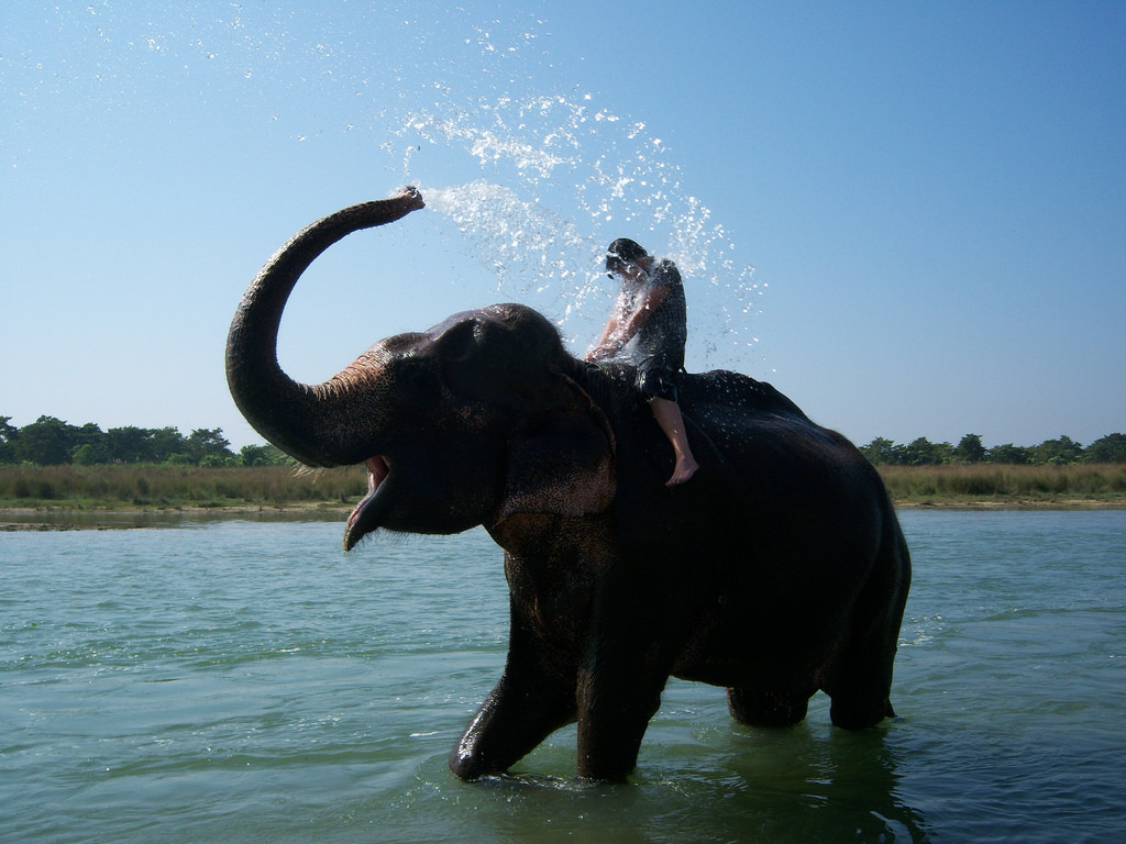 Chitwan National Park Elephant Bathing