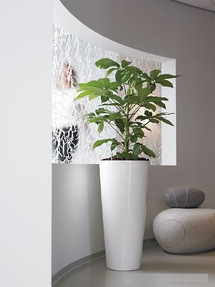 Office Plant Hire - Luwasa Indoor Plant Hire