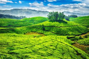 Munnar, Fist Best Place to Travel Alone in South India