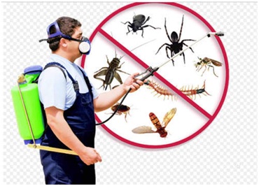 Let’s Know Why Pest Controlling Services is Significant