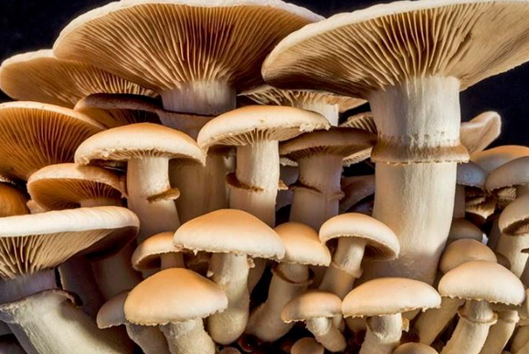 Health Benefits You Can Get From Mushroom Supplements