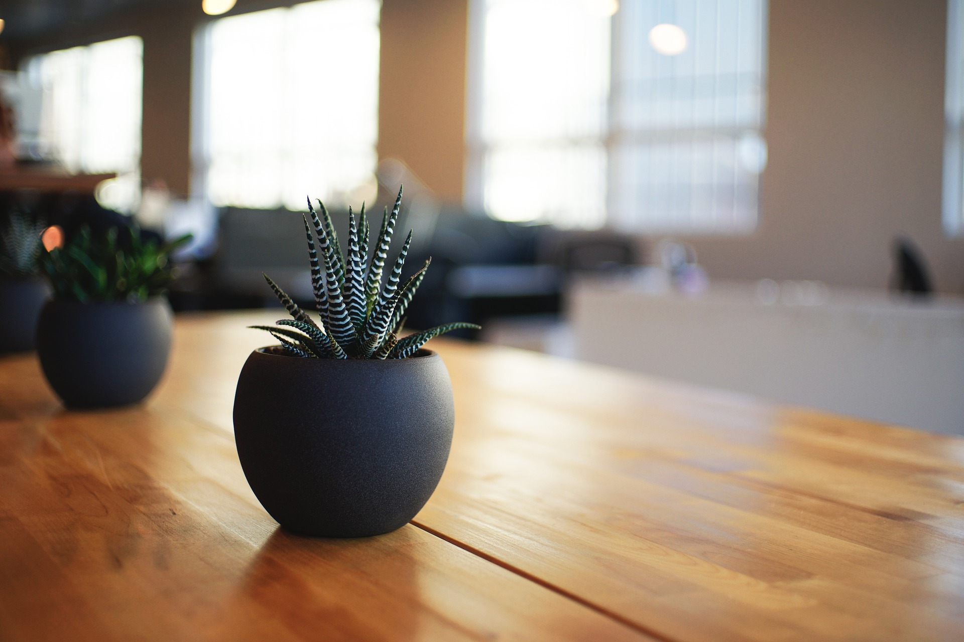Trick Out Your Office Space with Plantscapes USA