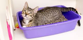 Preventing Litter Box Problems Before They Start