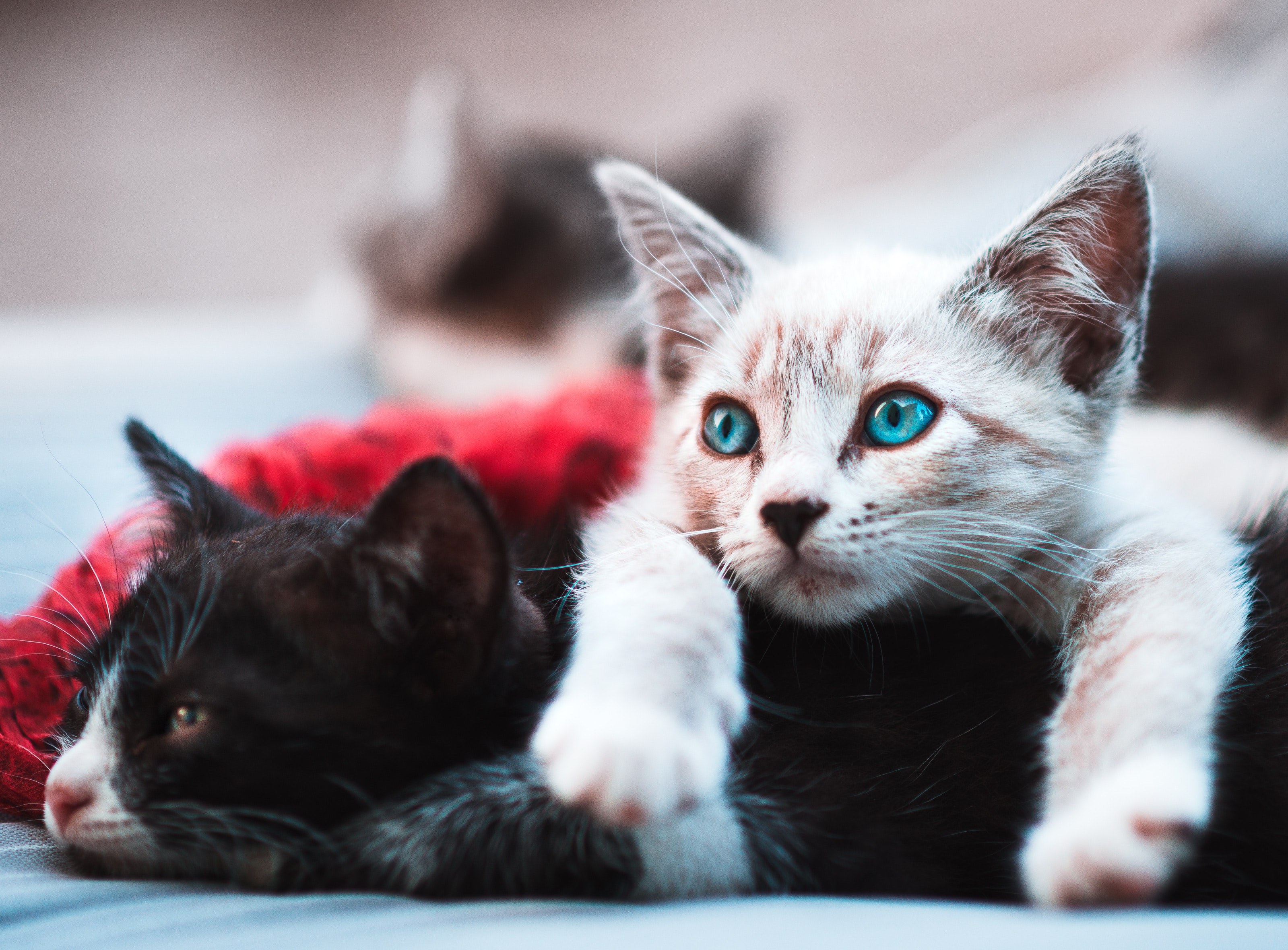 Questions to Ask While Choosing a Cat Breeder