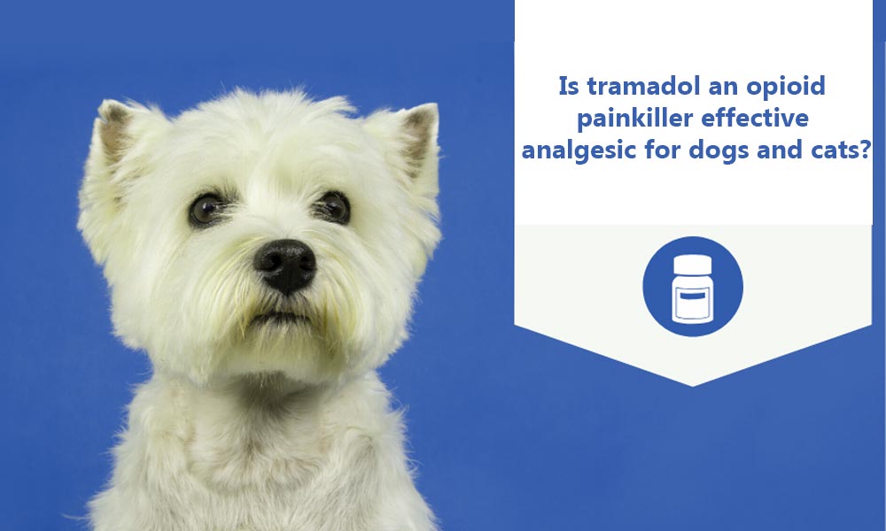Is Tramadol An Opioid Painkiller Effective Analgesic For Dogs And Cats?