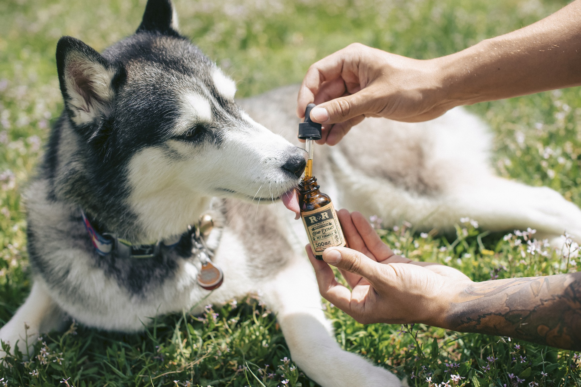 3 Things to Consider Before Giving CBD to Pets