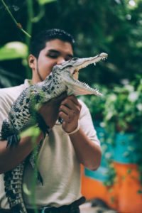 A man holding a baby alligator.