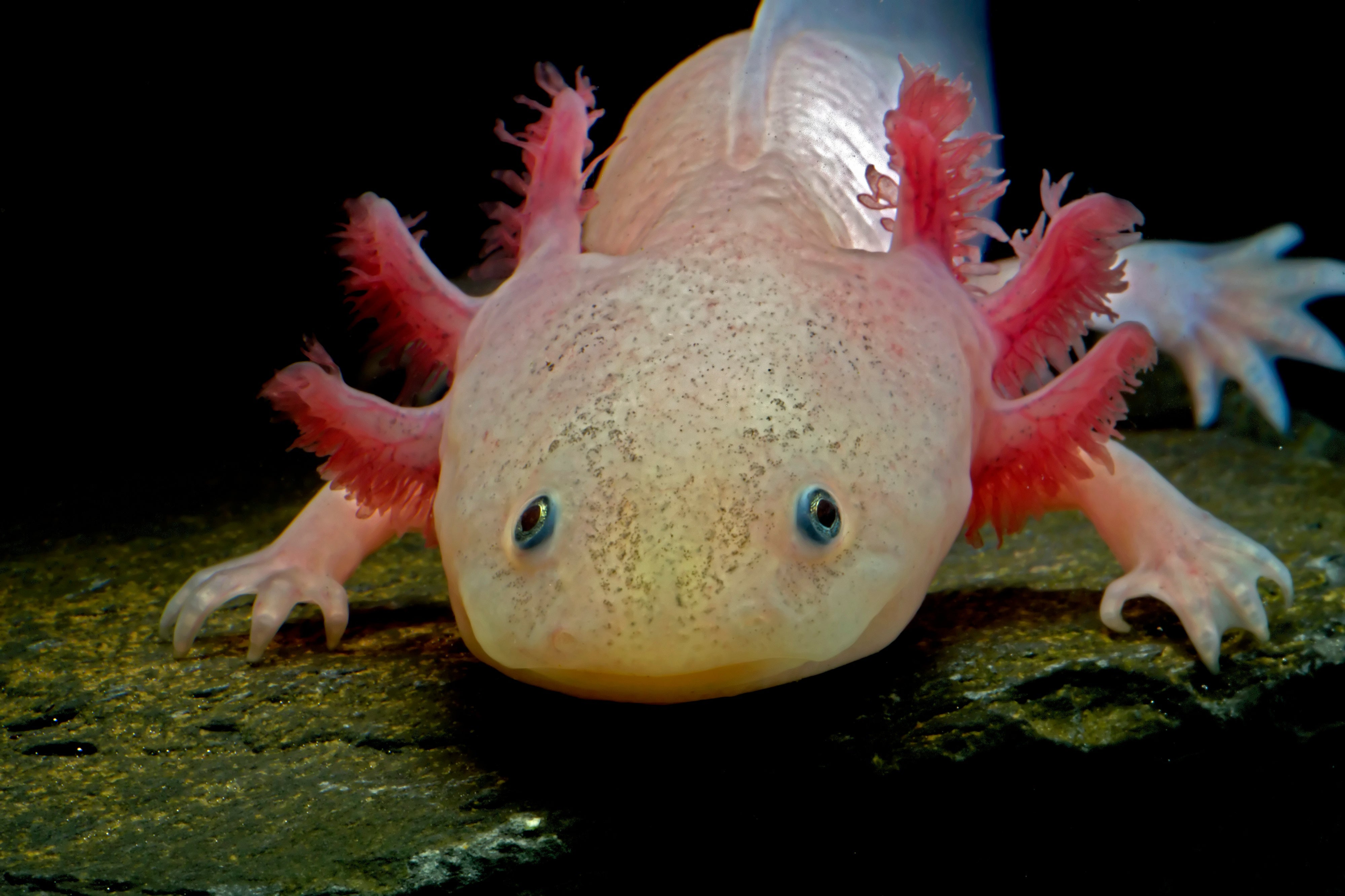 How to Take Care of an Axolotl Properly