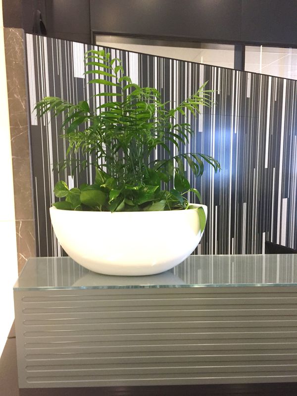 How Effective does the Office Plants are?