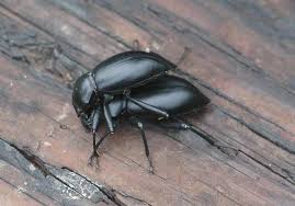 Mating of Darkling Beetle