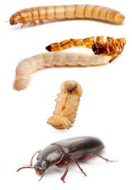 Pupal Stage of Superworms