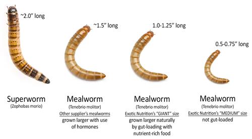 Some Important Facts to Know about Superworms