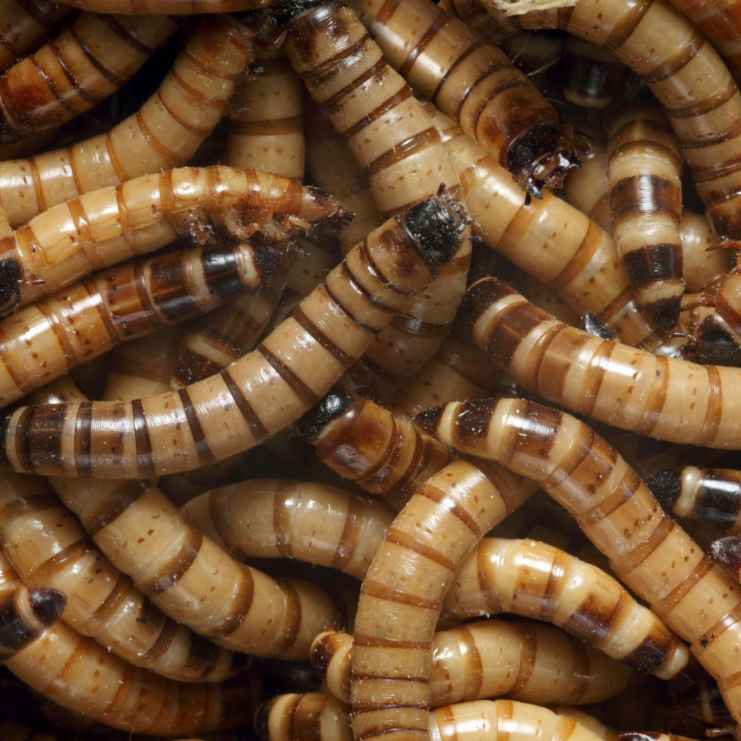 Superworm Beetle- Life Cycle of Darkling Beetle