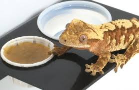Food crested gecko