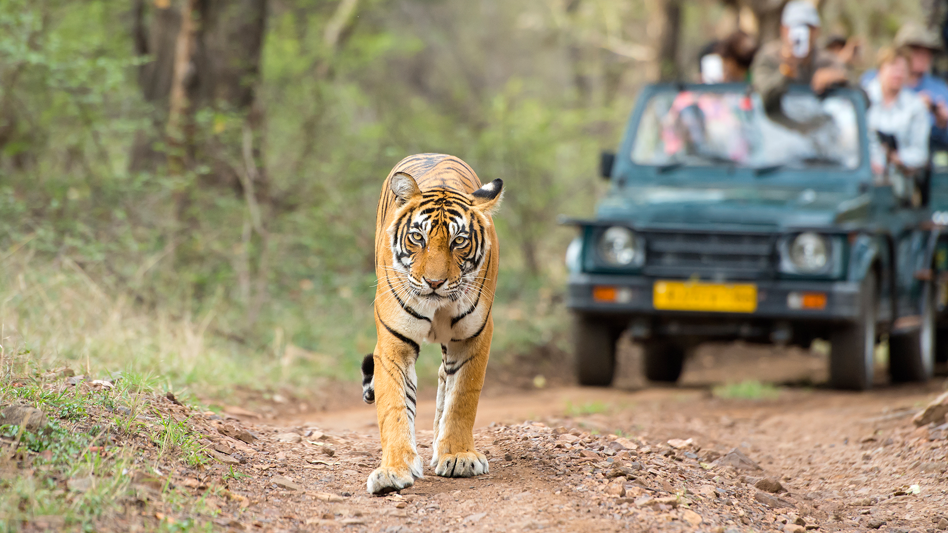 How to Plan a Tiger Safari India