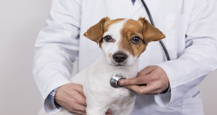 Five Steps To Reduce Stress When Visiting A Vet