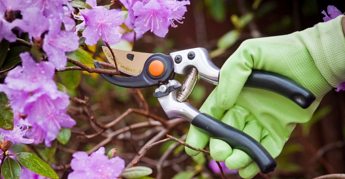 Basic Guidelines For Pruning Trees And Shrubs