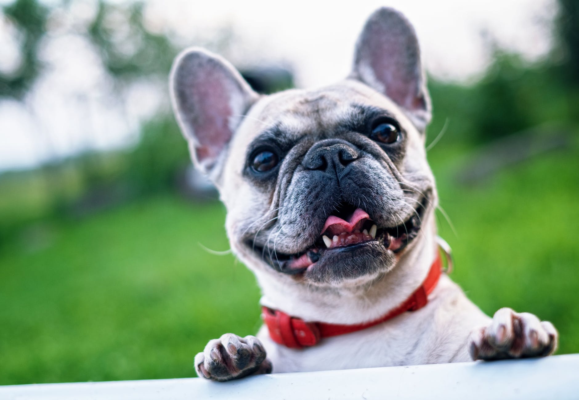 Health Effects of CBD for French Bulldogs