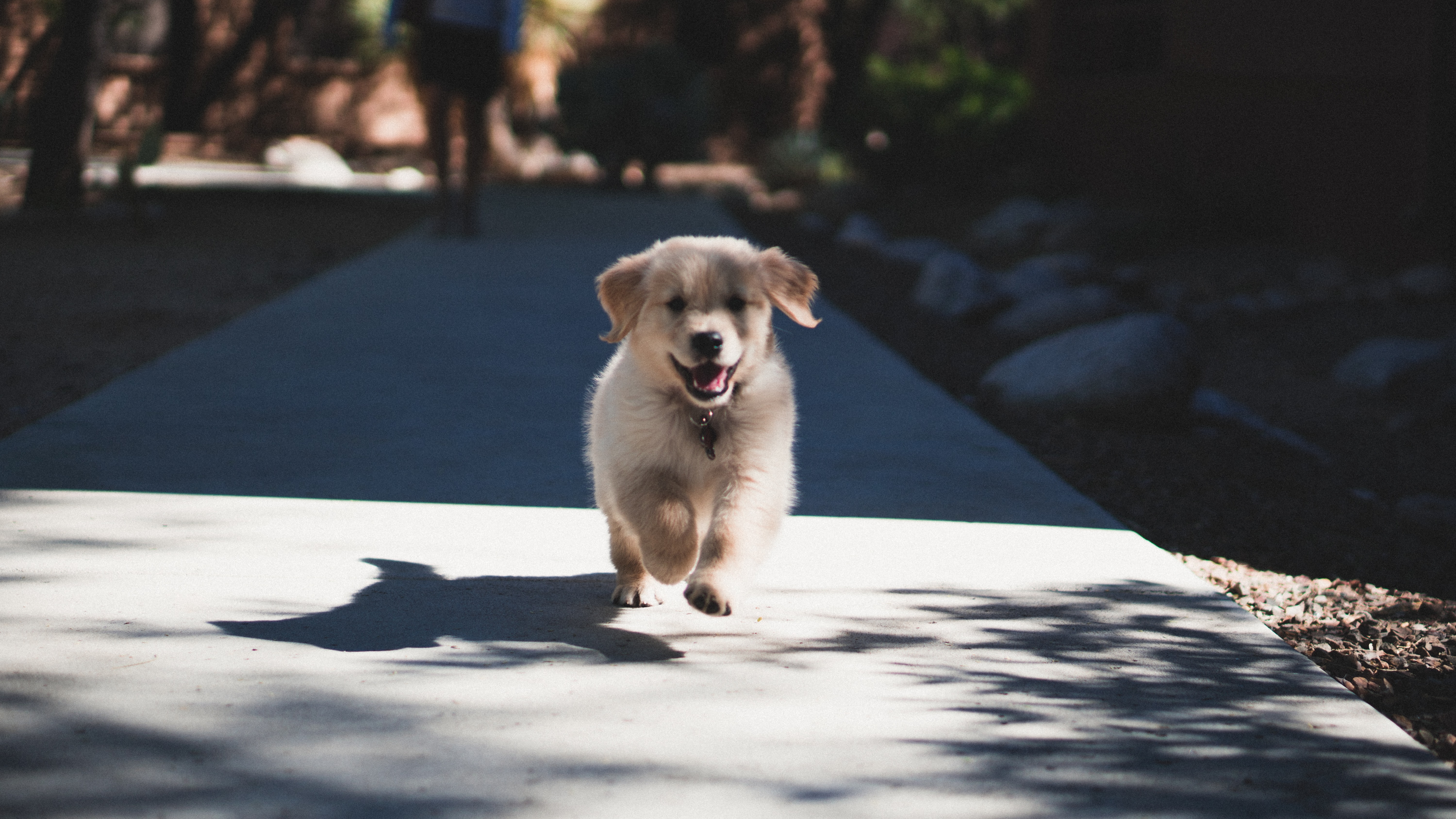 Everything You Need To Know About Puppy Training Classes