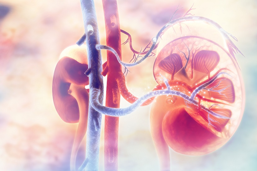 Everything You Need to Know About Kidney Transplant in India
