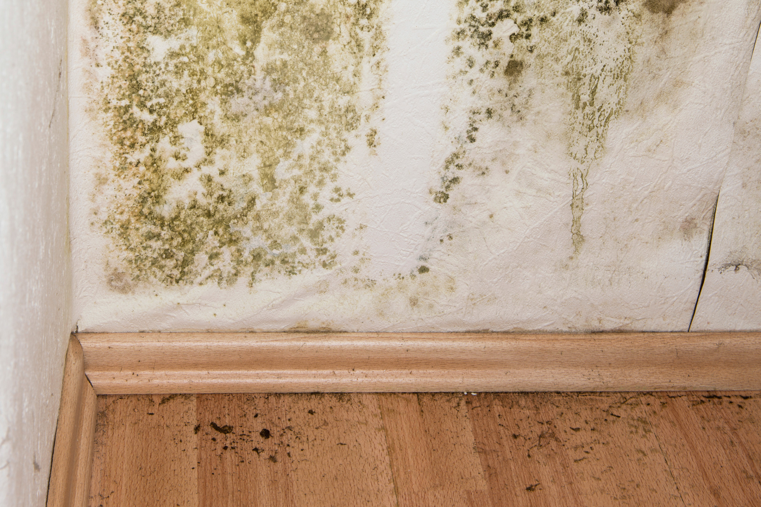 Determining Mold Infestations in your House