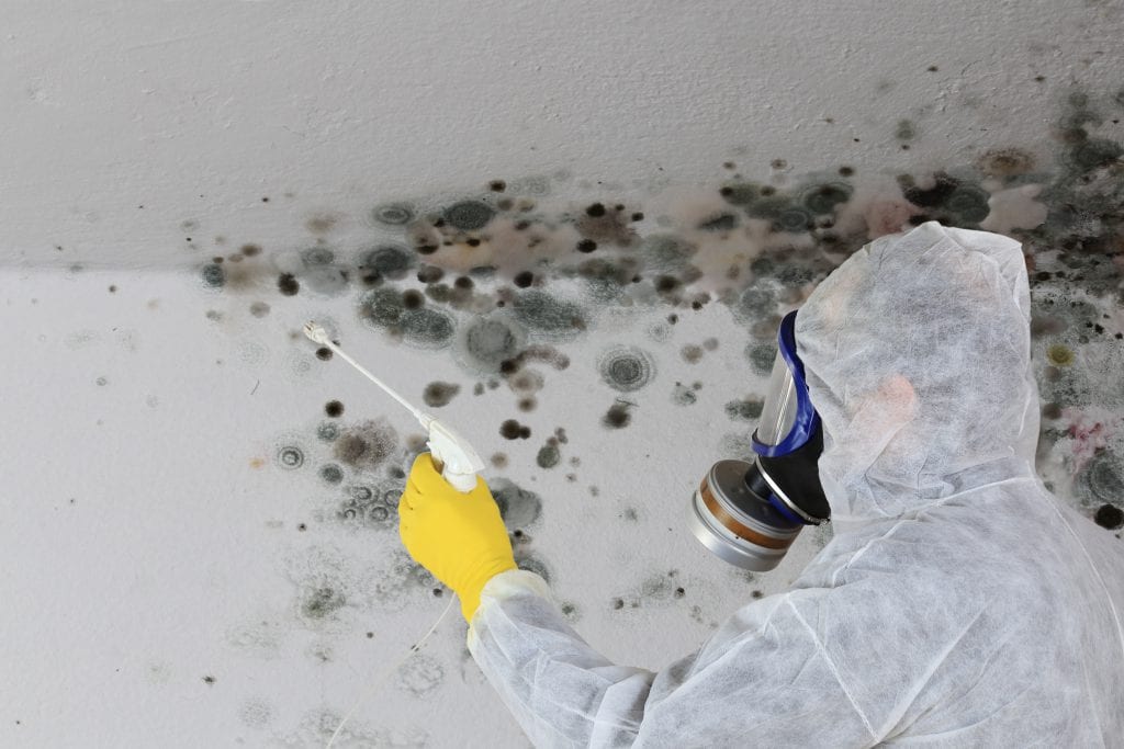 Boons of hiring  service of professional Mold Removal in Aurora co