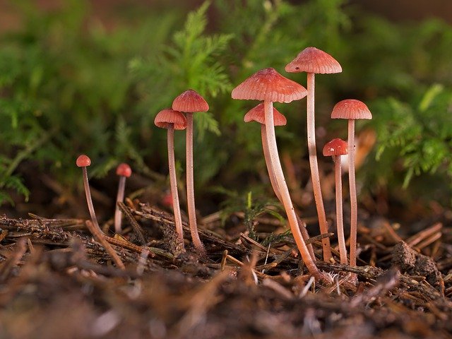 The Advantages Of Microdosing Of Magic Mushrooms