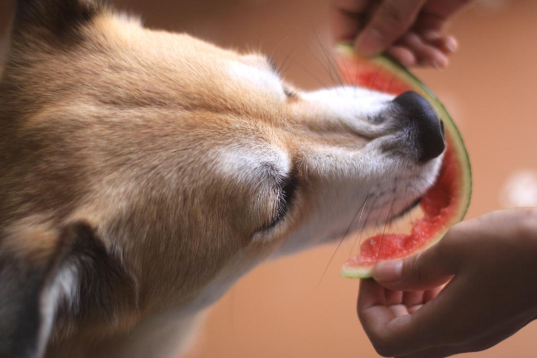 What Is Safe For Your Pet To Consume? Here’s How To Test Ingredients